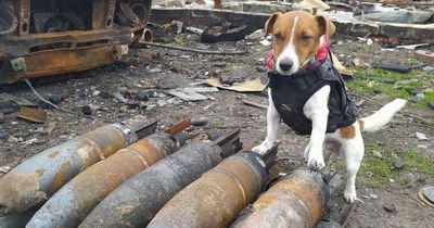 The tiny terrier saving lives by tackling Putin's bombs