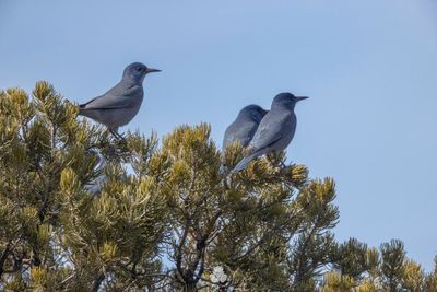 Protections sought for Western bird linked to piñon forests