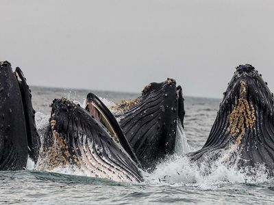 300M Dogecoin Moved In One Go As Market Enthusiasm Sends Whales Into Frenzy