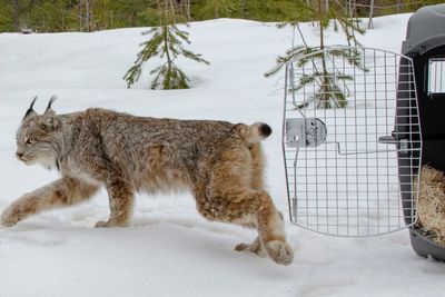 Canada lynx protections deal sealed by US, environmentalists