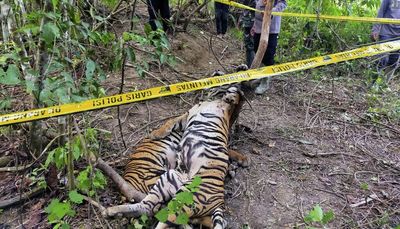 3 Sumatran tigers found dead in traps, big setback for the endangered species