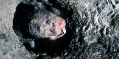 Naked mole rats, frogs and other animals may hold the secrets to preventing brain injury