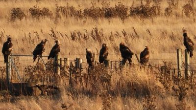 Bird watcher's Tasmanian wedge-tailed eagle photo shows group's vulture-like behaviour