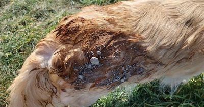 Dog left smeared in 'human poo' after closed toilet leaves beachgoers caught short