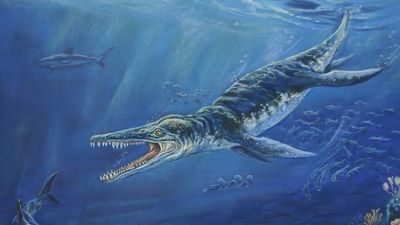 Prehistoric crocodile fossil, Kronosaurus queenslandicus, lingers far from home at Harvard