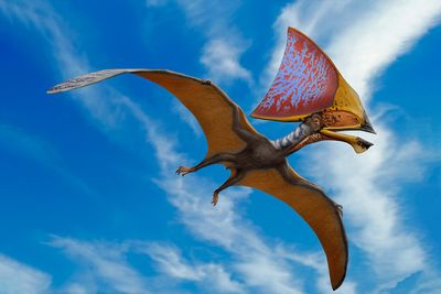Pterosaurs had brightly colored feathers