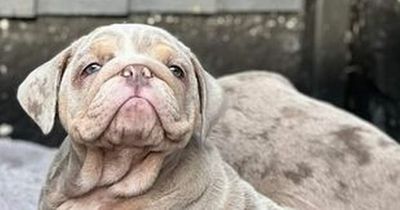 Bulldog puppies need life-changing surgery to breathe properly after being handed over to charity