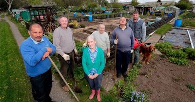 Leeds allotment holders furious as sheds 'ransacked' and potatoes stolen
