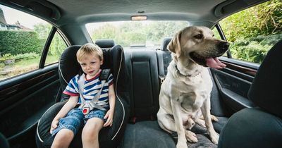 Dogs can cause drivers '£5,000 fines and £1,800 of damage'