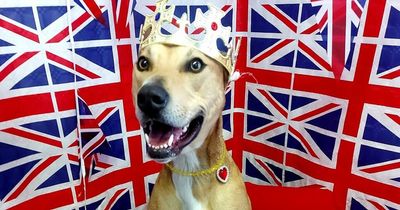 Dumfries and Galloway Canine Rescue centre hoping Queen's Platinum Jubilee will provide fundraising boost