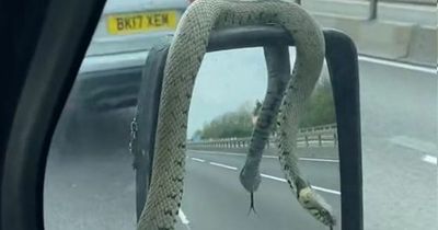 Driver in disbelief as he spots metre-long snake clinging to his van on motorway