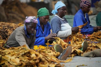 Zimbabwe's tobacco rebounds amid worries over health, labor