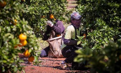 Labor defends agricultural visa scheme as farmers brace for minimum wage rise