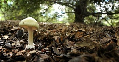 Second child hospitalised in six weeks for eating death cap mushroom