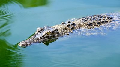 NT saltwater crocodiles are more carnivorous than their ancestors, research suggests