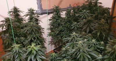 Man arrested as gardai seize €52,000 worth of cannabis plants in Co Cavan home after major search operation