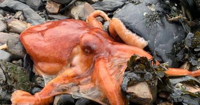 Woman releases octopus near Queensferry Crossing after daring rescue mission