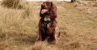 Spaniel rejected as sniffer dog successfully detects WW2 live grenade on beach