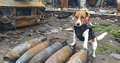 Ukrainian service dog finds 150 explosives during war in exchange for cheese