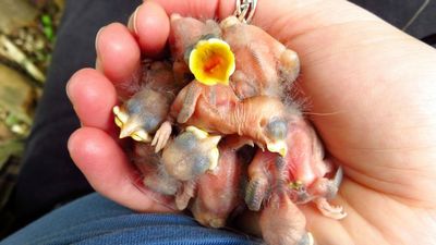 VIDEO: Global Warming Causing Great Tit Birds To Hatch A Month Earlier