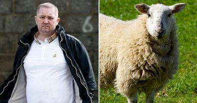 Drunken Scot urinated on child and shouted at flock of sheep bringing A9 to standstill