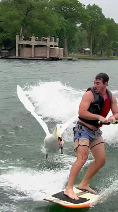 VIDEO: Swan Wake: Angry Swan Attacks Hapless Wake Surfer