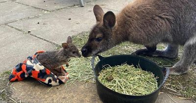 West Lothian zoo saves life of adorable baby wallaby who was abandoned by mother