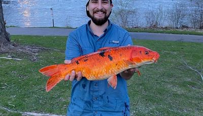 For the mystery, wonder and koi of Illinois fish records prepare to get ready with May coming