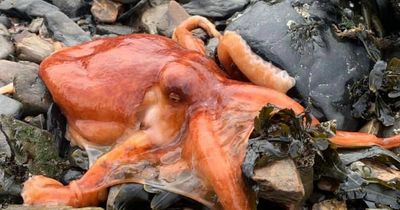 Scots woman makes mad Tesco dash to buy bucket in octopus rescue mission