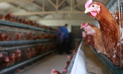 China detects first human case of H3N8 bird flu strain