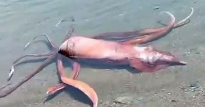 Rare giant 10ft long squid stuns fisherman as it washes up on shore