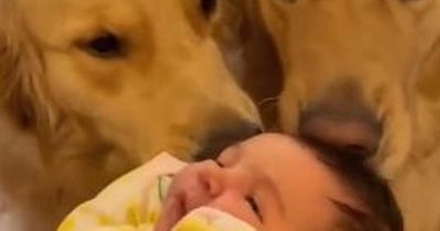 Mum in tears at dogs' adorable gesture when they meet baby sister for first time