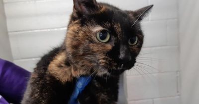 Two cats found 'poisoned' on Scots street as pet owners warned to be vigilant