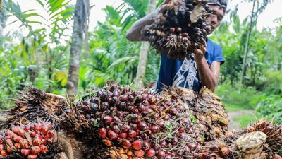 Indonesia widens palm oil export ban