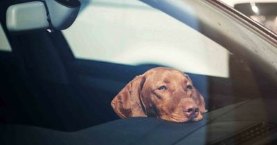 Uber Pet has launched in Manchester - but they're nowhere to be seen
