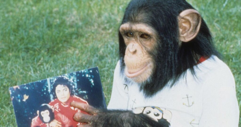 Where Michael Jackson's chimp Bubbles is now - tried…
