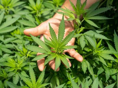 Can Cannabis Gummies Have Illegal Levels Of THC? CBD Oracle Study Reveals That Is Happening