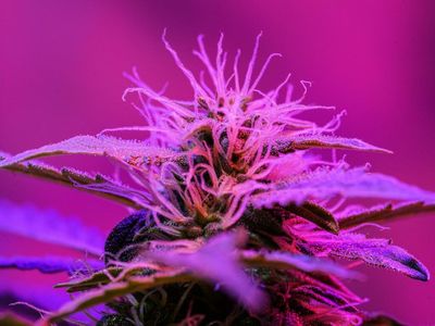 Cannabis Regulatory Update: Federal-State Marijuana 'Policy Gap' Widens, Legalization Push In South Carolina, Georgia, North Dakota