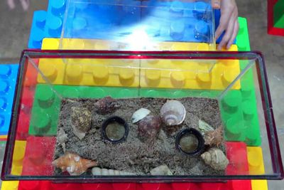 Hermit crab video sparks controversy