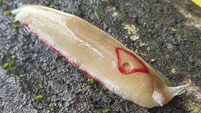Native red triangle slugs pop up in Queensland backyards after rain, delighting researchers