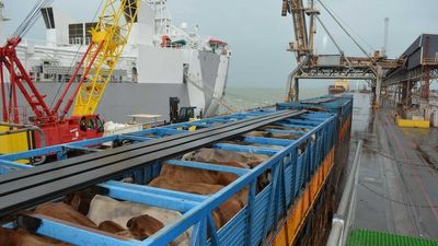 Live export cattle trade to Vietnam expected to be slow this year