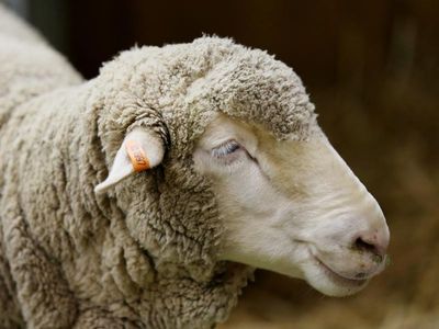 Tas man 'used chainsaw to shear sheep'
