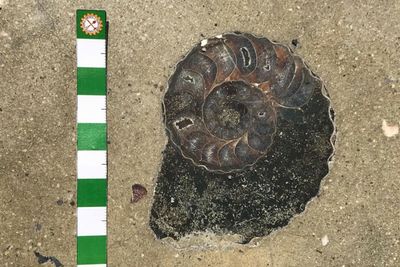 Department confirms ammonite fossils found at Bangkok mall are real