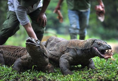 Over a fifth of reptile species are at risk of extinction, study warns