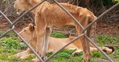 Horrific images of starving skeletal lions kept captive at disgusting zoo
