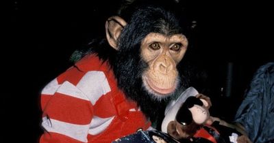 Whatever happened to Michael Jackson's chimp Bubbles? Abused and tried to kill himself