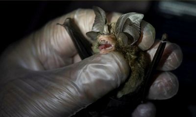 ‘Potentially devastating’: Climate crisis may fuel future pandemics