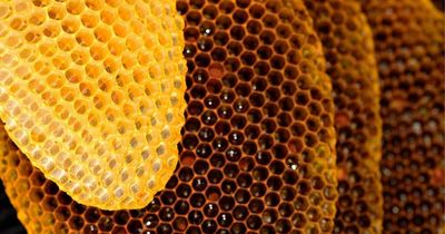 Scots charity creates world’s first 3D-printed wood log hive to help save honey bees across globe