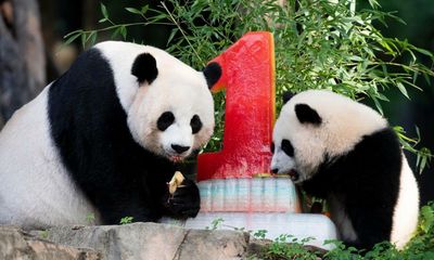 Sad fruit, giant pandas and a host of birthday joy – take the Thursday quiz