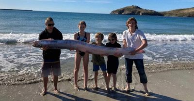 Huge 'self-amputating' fish 12ft long washes up on beach and stuns beachgoers